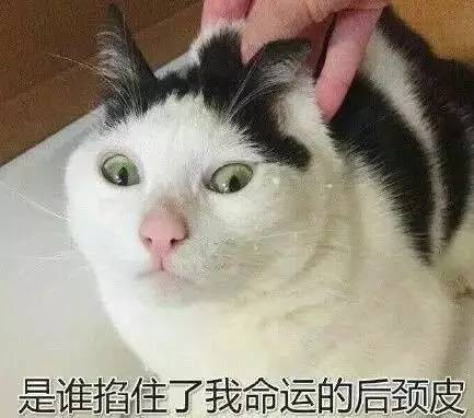 有一种甜蜜的负担叫做我养了很多猫！