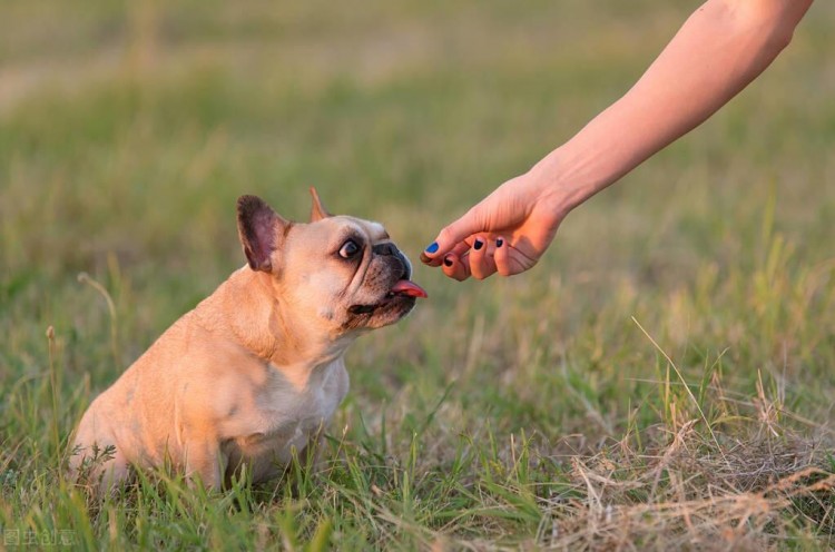 法国斗牛犬为什么很少人养除了贵还有这几个原因