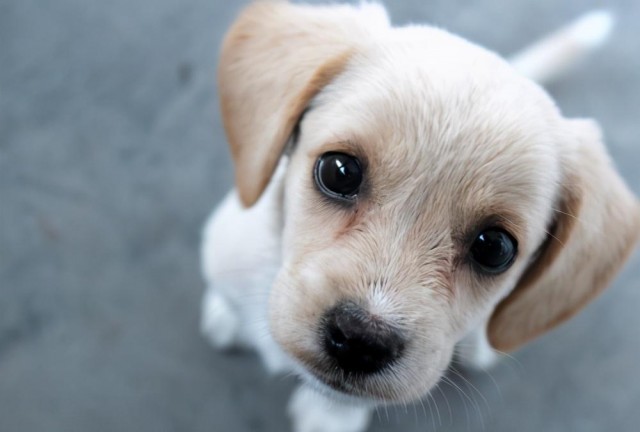 拉布拉多好养吗拉布拉多幼犬价格多少钱一只