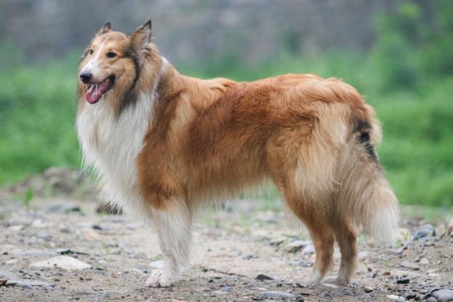 每天聊一狗—苏格兰牧羊犬