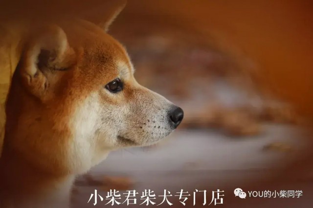 你们真的了解柴犬吗？ 这种柴犬要养吗？